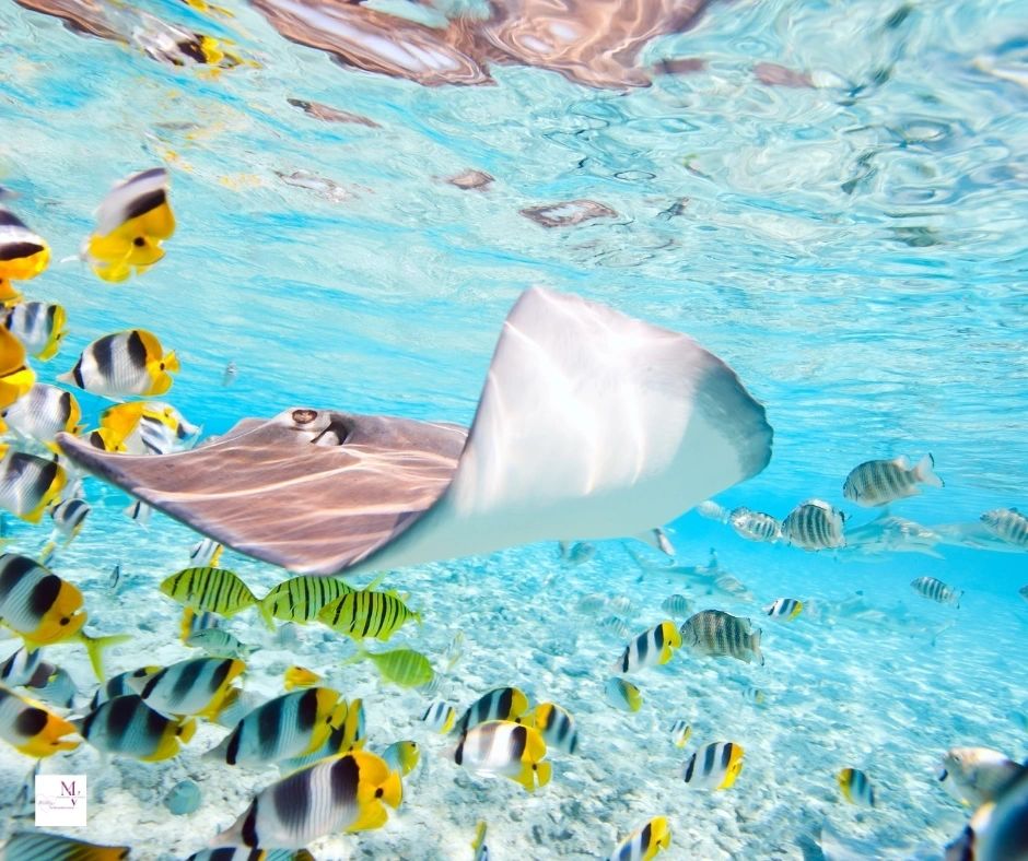snorkeling or diving in Bora Bora