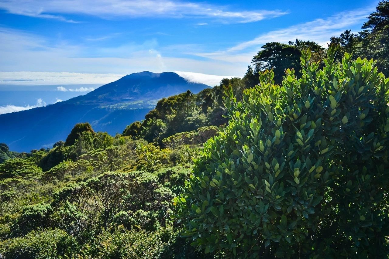 Costa Rica jungle canopy view